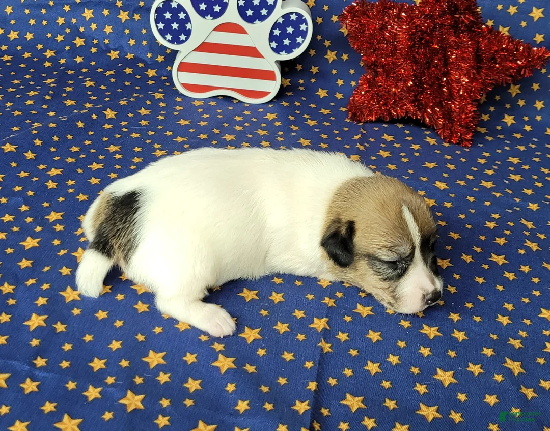 Jack Russell Terrier dogs for sale: "Pringle" CKC Reg female - Ad 2