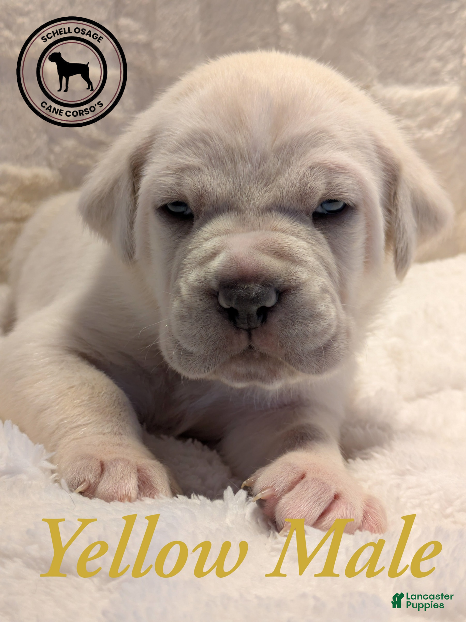 Cane Corso dogs Yellow  - Ad 18