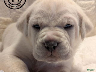 Cane Corso dogs Yellow - Ad 3