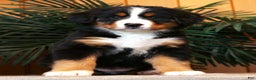 Bernese Mountain Dog dogs for sale: Julie - Ad 1