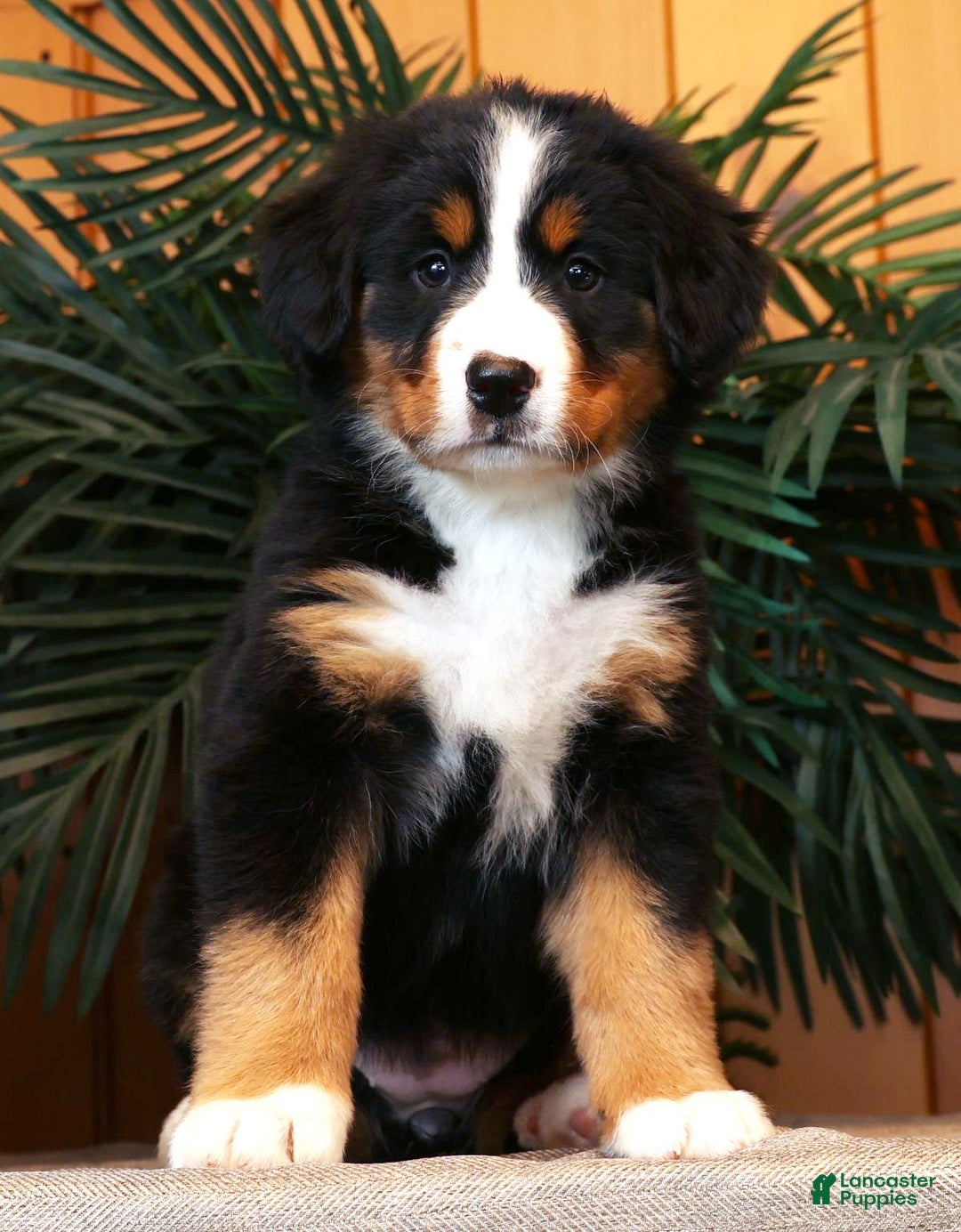 Bernese Mountain Dog dogs for sale: Julie - Ad 1
