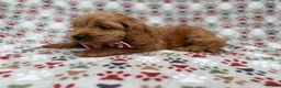 Cockapoo dogs for sale: Pete - Ad 2
