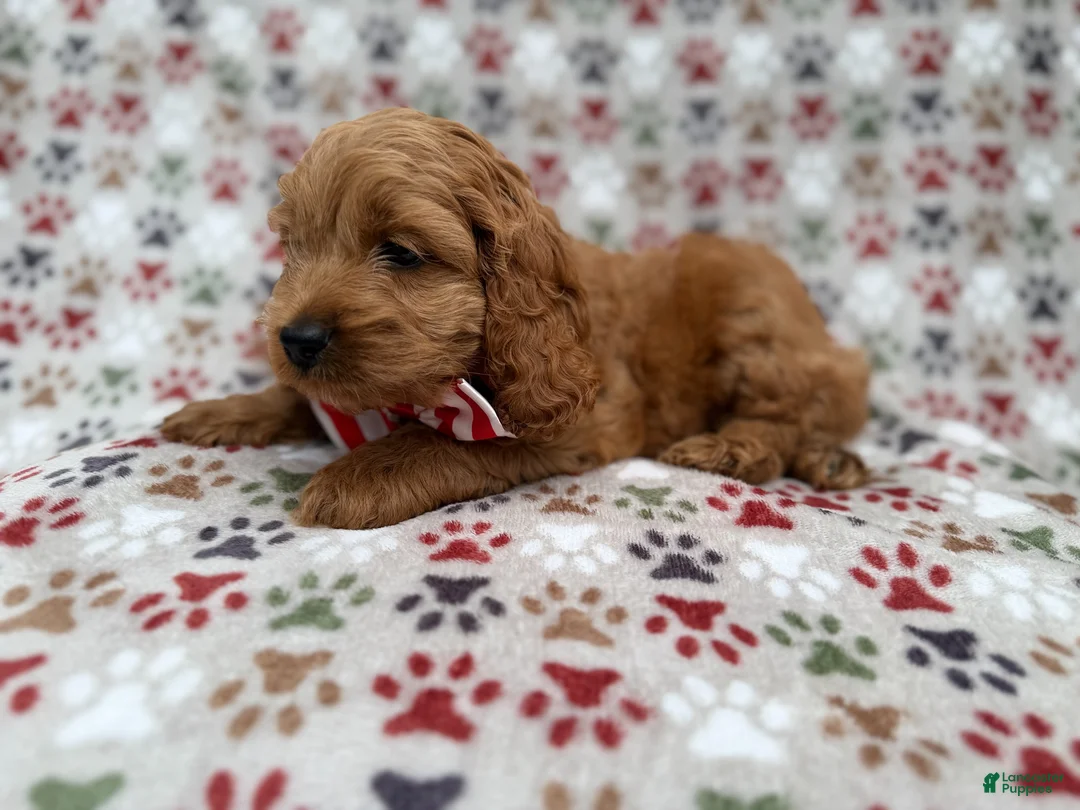 Cockapoo dogs for sale: Pete - Ad 2