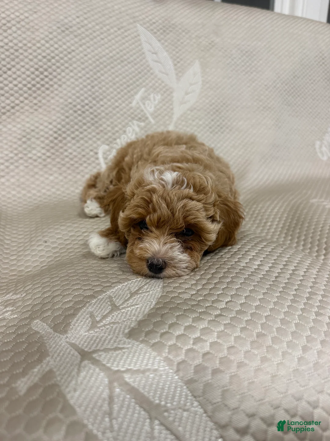 Maltipoo dogs for sale: Maltipoo 3 - Ad 2