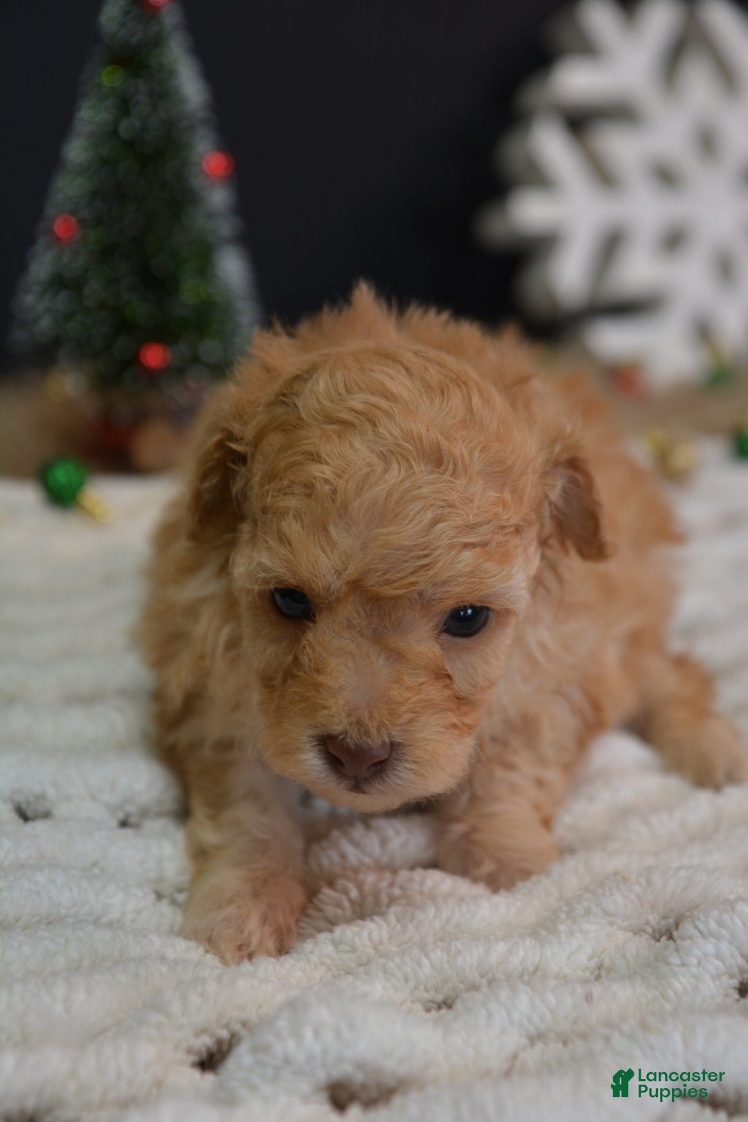 Toy Poodle dogs for sale: Duke - Ad 2