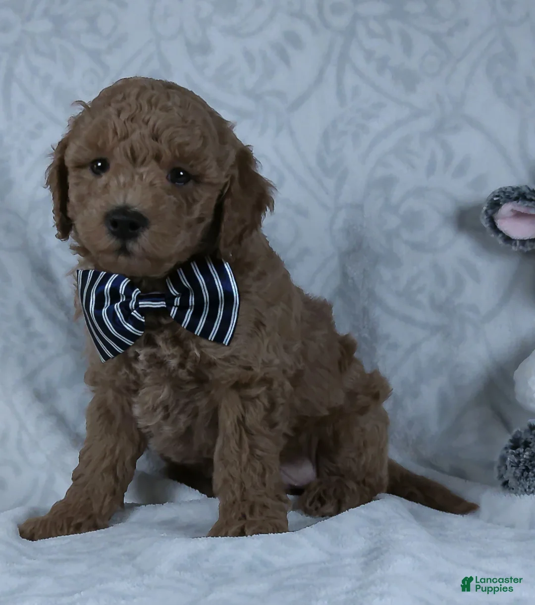 Mini Goldendoodle dogs for sale: Leo - Ad 1