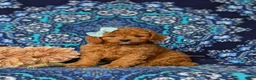 Mini Goldendoodle dogs for sale: Taylor 9 lbs Full Grown - Ad 2
