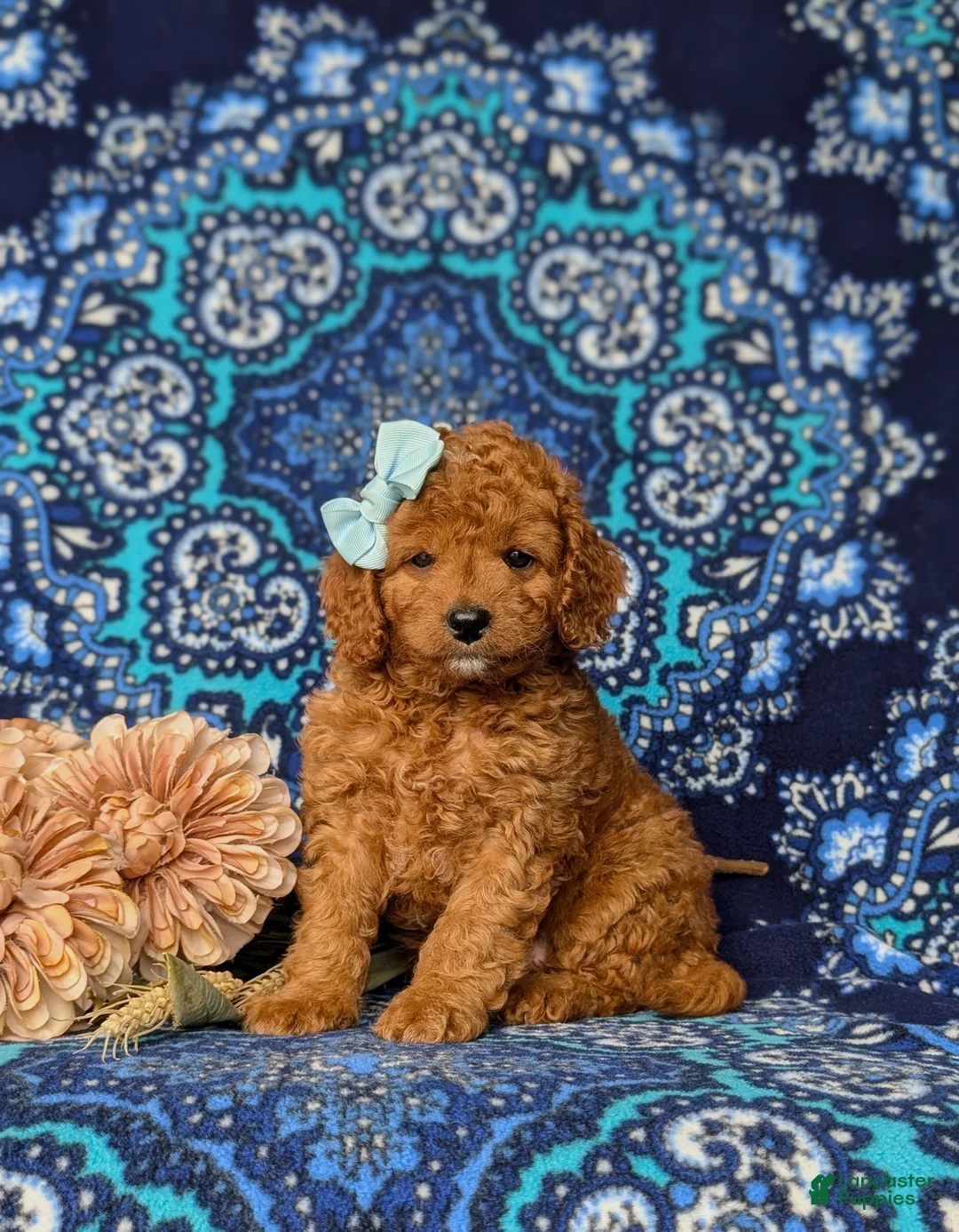Mini Goldendoodle dogs for sale: Taylor 9 lbs Full Grown - Ad 2