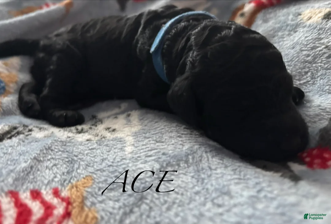 Standard Poodle dogs for sale: Standard Poodle Puppy 1 - Ad 1
