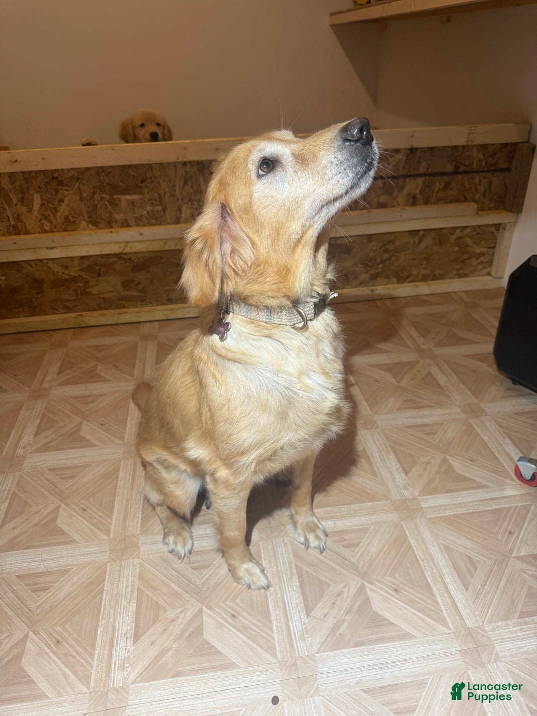 Golden Retriever dogs for sale: Painkiller - Ad 2