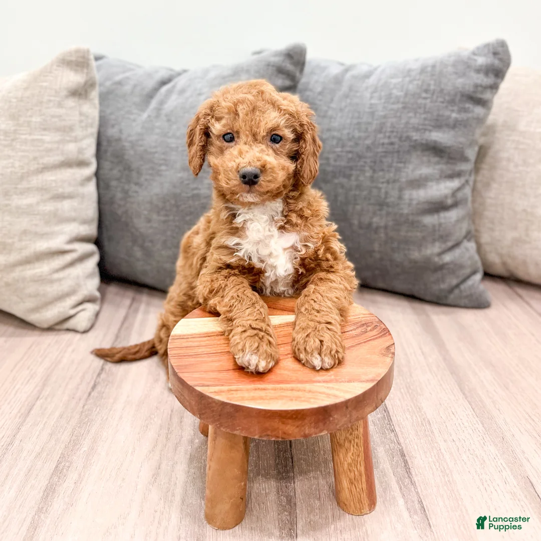 Goldendoodle dogs for sale: Asher - Ad 2