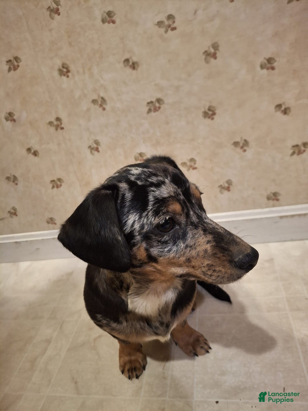 Mixed Breed dogs for sale: Teddy - Ad 5