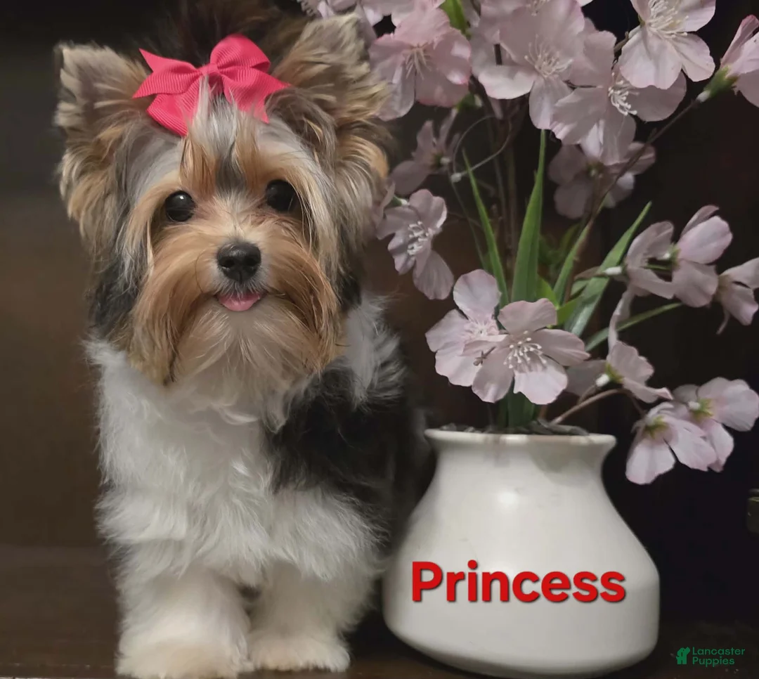 Biewer Terrier dogs for sale: Biewer Terrier Puppy 2 - Ad 2