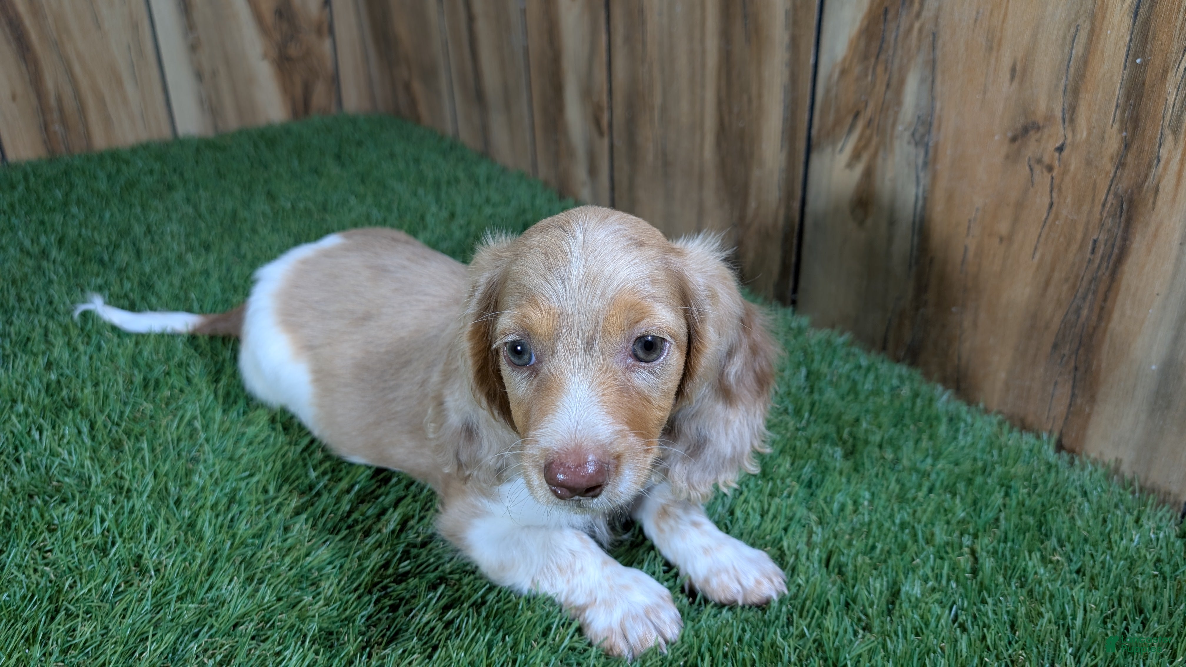 Miniature Dachshund dogs Sweetie Boy 5 - Ad 1