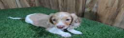 Miniature Dachshund dogs for sale: Sweetie Boy 5 - Ad 1