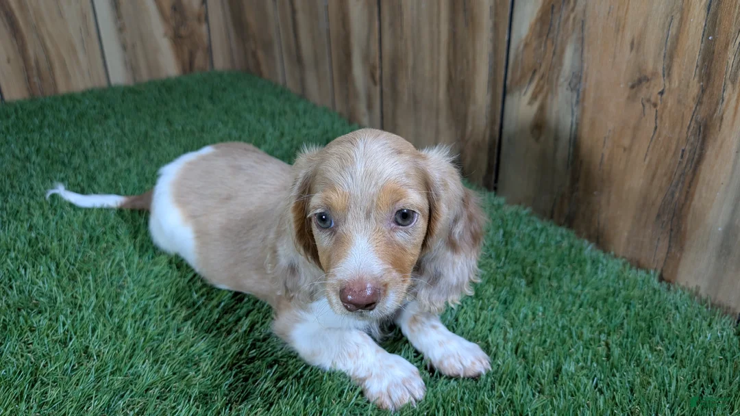 Miniature Dachshund dogs for sale: Sweetie Boy 5 - Ad 1