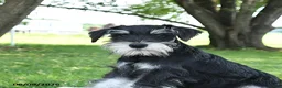 Miniature Schnauzer dogs for sale: Garrett - Ad 2