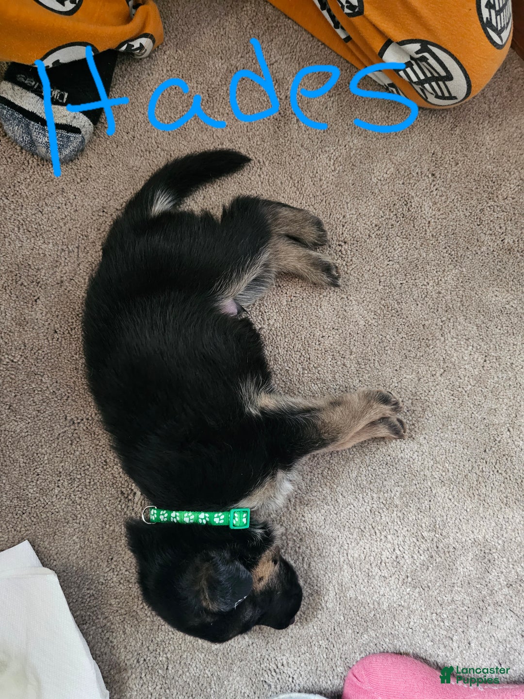 German Shepherd dogs for sale: German Shepherd Puppy 3 - Ad 5