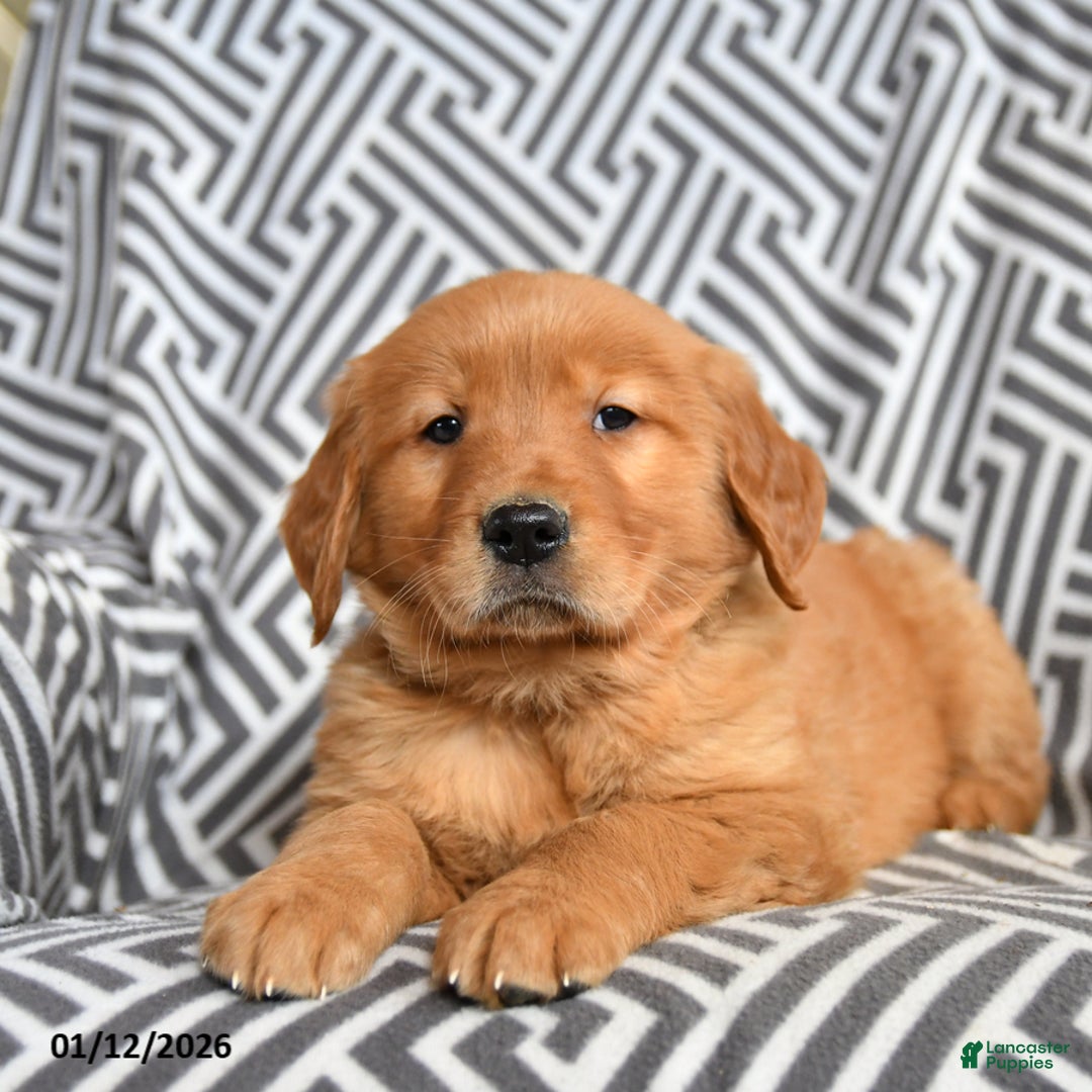 Golden Retriever dogs for sale: Lambchop - Ad 3