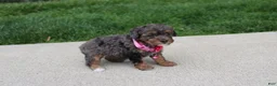 Miniature Poodle dogs for sale: Aurora  - Ad 4