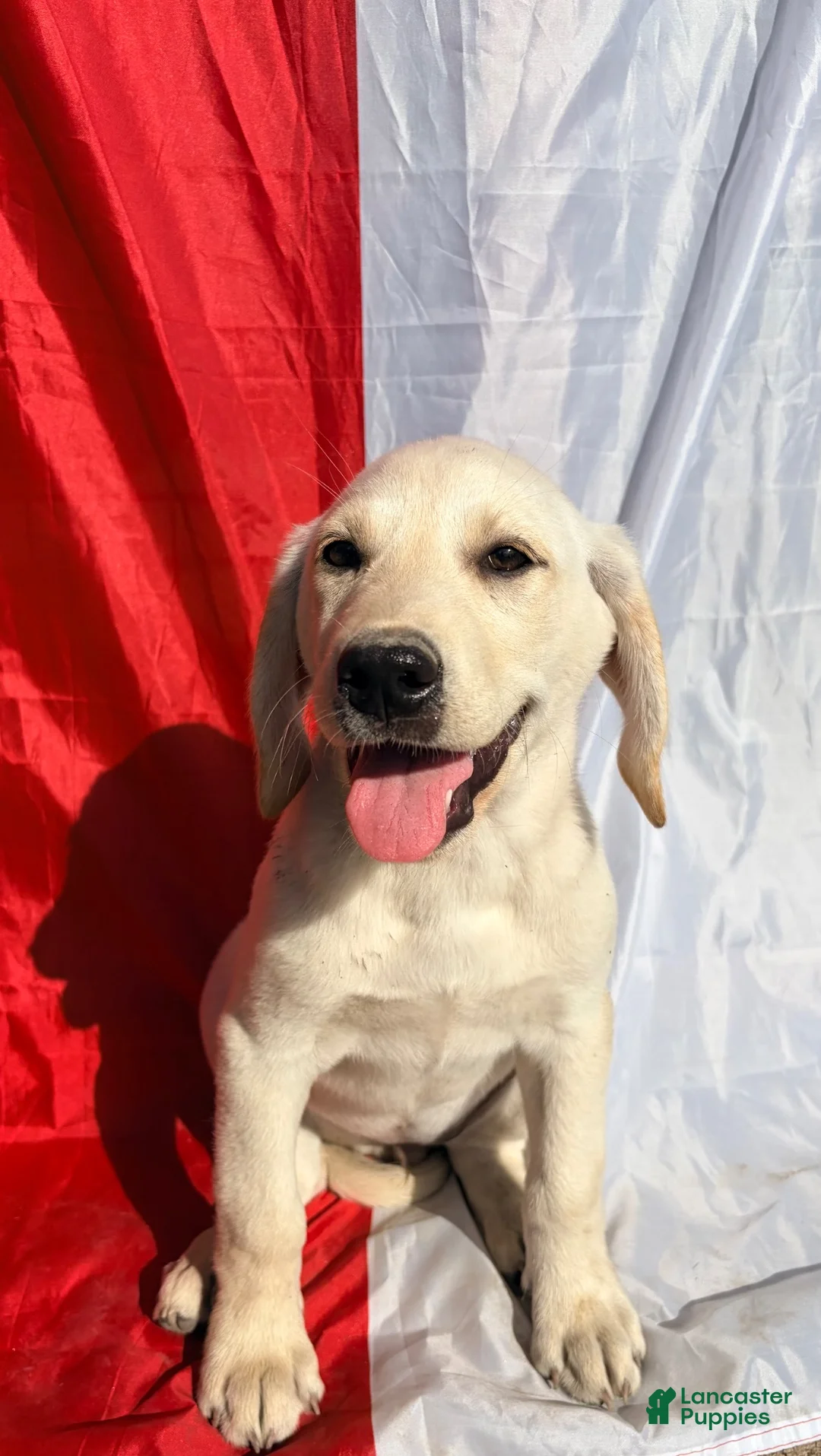 Labrador Retriever dogs for sale: Labrador Retriever 8 - Ad 2
