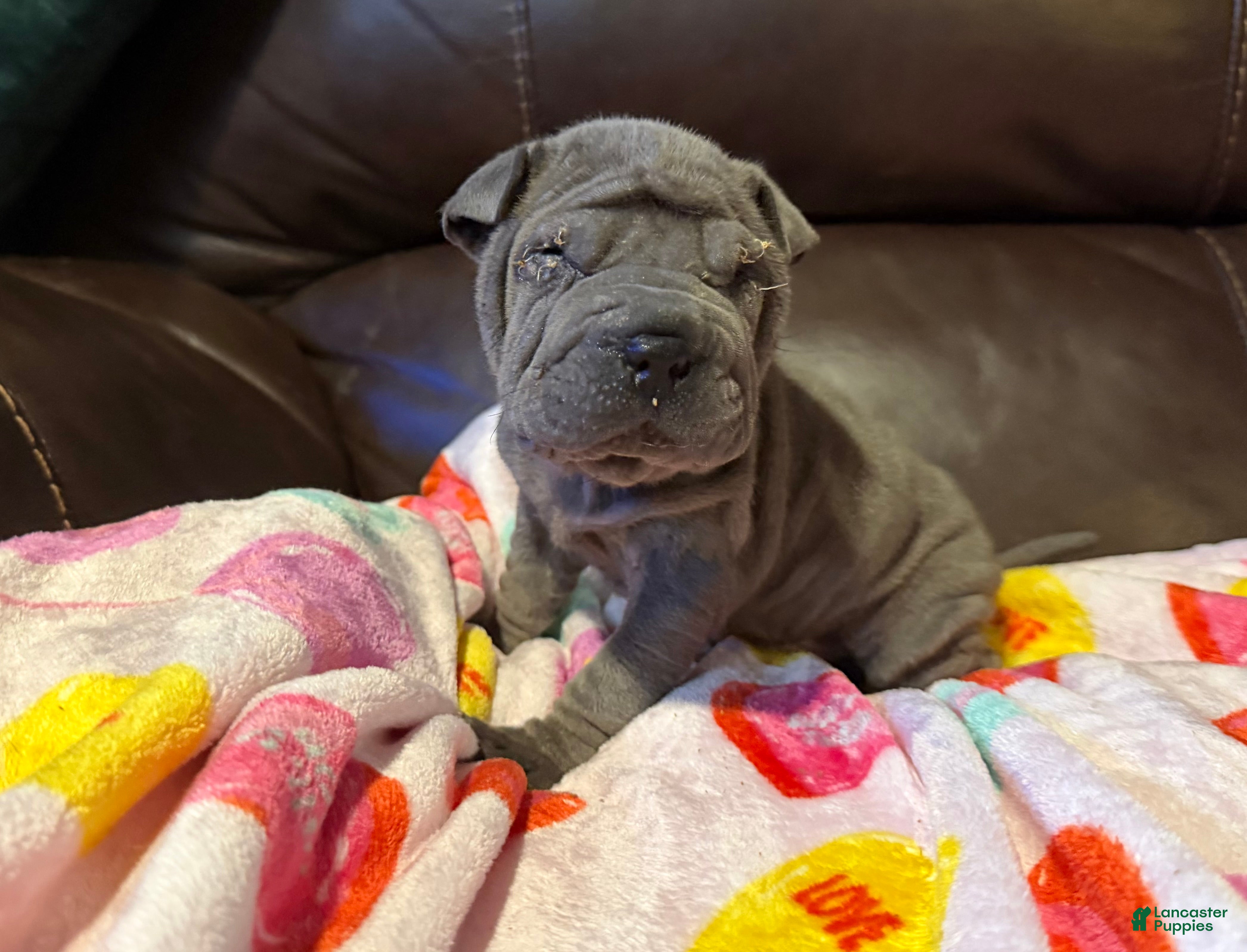 Shar Pei dogs Scarlett - Ad 12