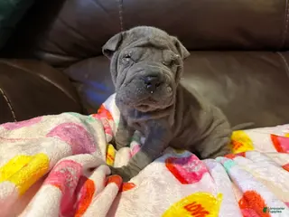 Shar Pei dogs Scarlett - Ad 5