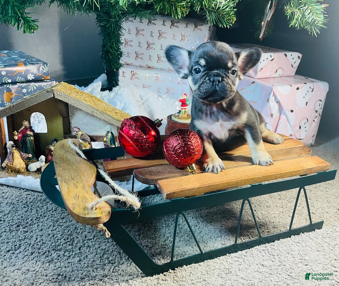 French Bulldog dogs for sale: Chloe  - Ad 9