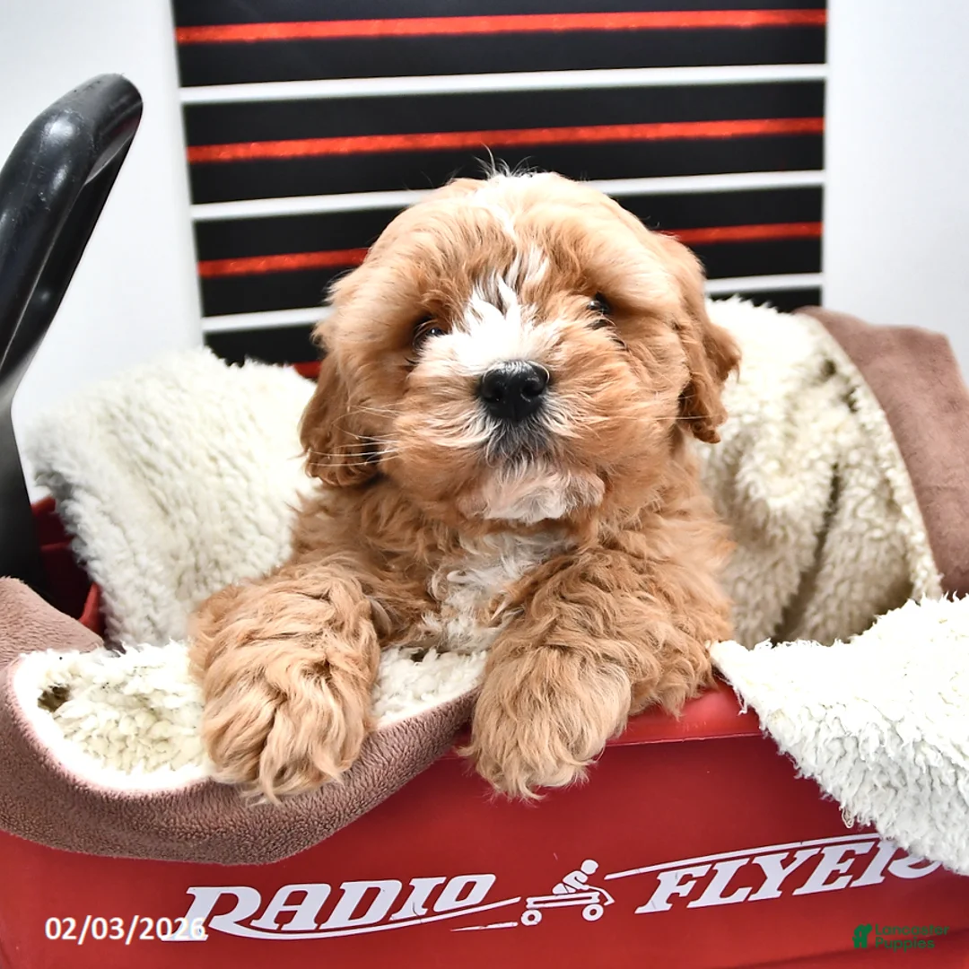 Cavapoo dogs for sale: Sport - Ad 2