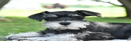 Miniature Schnauzer dogs for sale: George - Ad 3