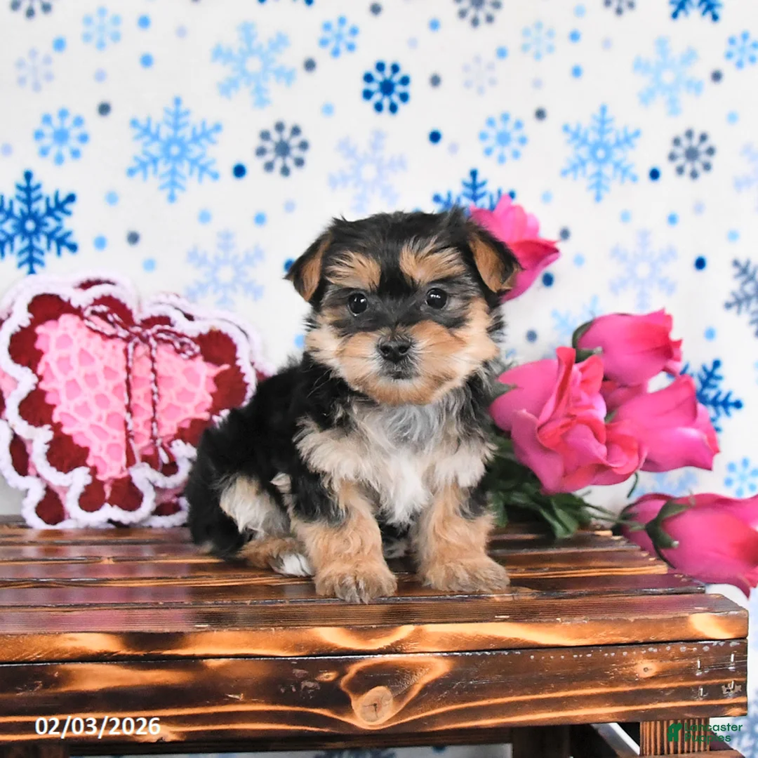 Morkie dogs for sale: Maple   - Ad 1