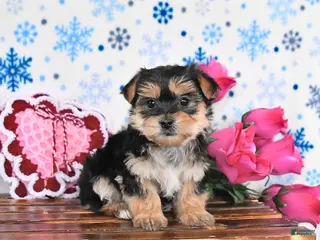 Morkie dogs Maple - Ad 10