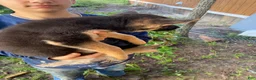 German Shepherd dogs for sale: German Shepherd 4 - Ad 2