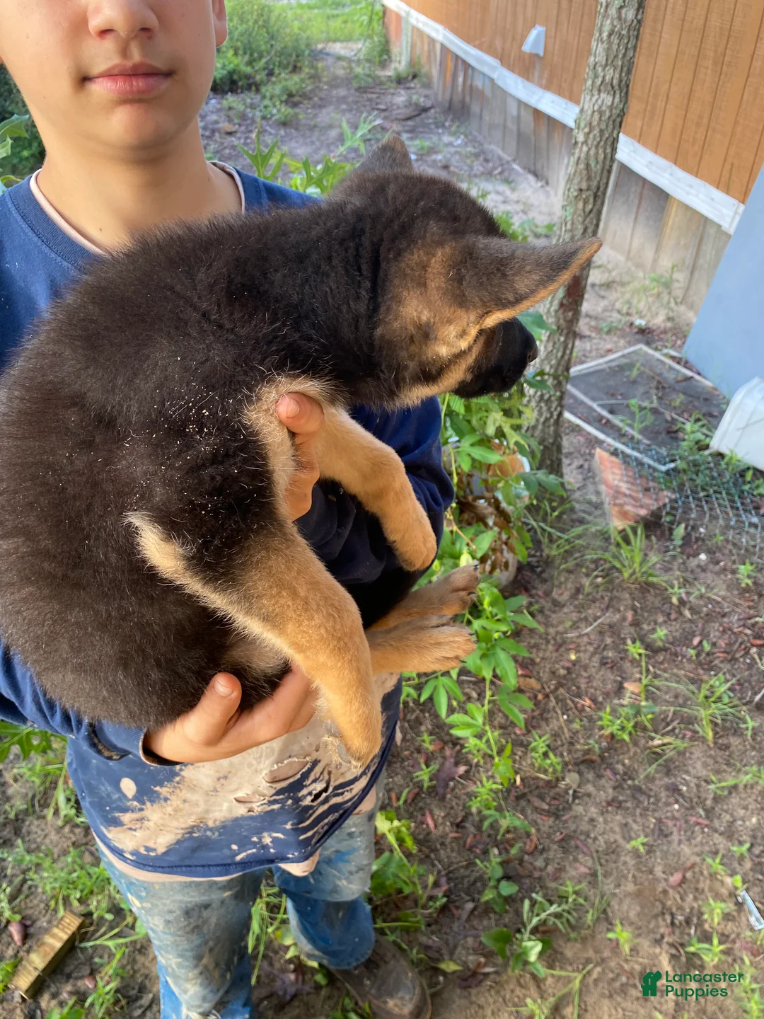 German Shepherd dogs for sale: German Shepherd 4 - Ad 2
