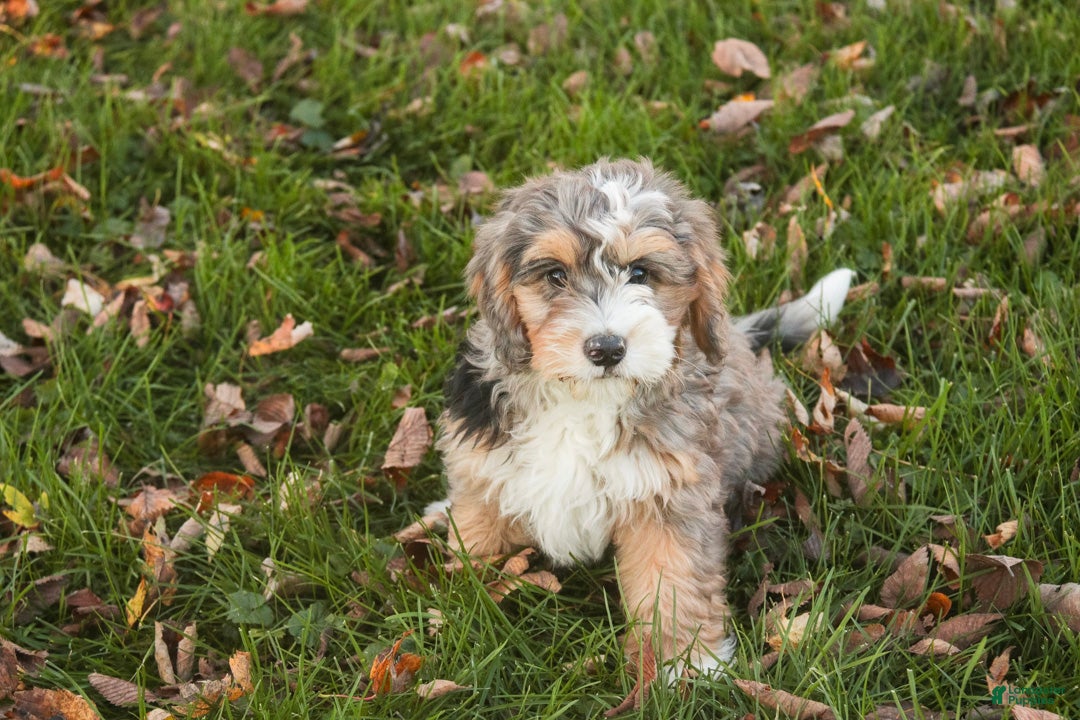 Bernedoodle dogs for sale: Willow Miniature Bernedoodle  - Ad 2