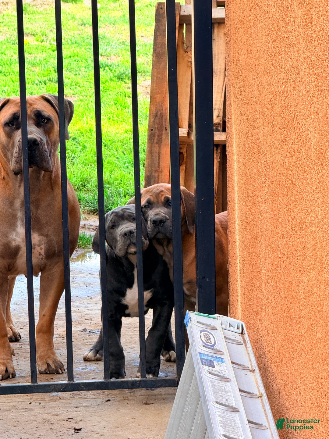 Mixed Breed dogs for sale: Mixed Breed Puppy 2 - Ad 13