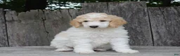 Standard Poodle dogs for sale: Willow AKC standard poodle - Ad 6
