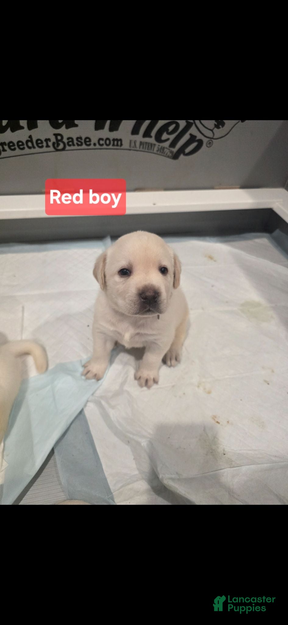 Labrador Retriever dogs Labrador Retriever 1 - Ad 12