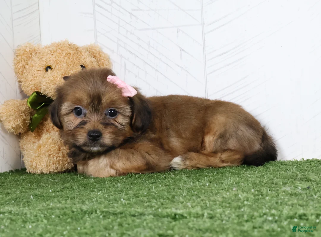 Shorkie dogs for sale: Kate - Ad 5