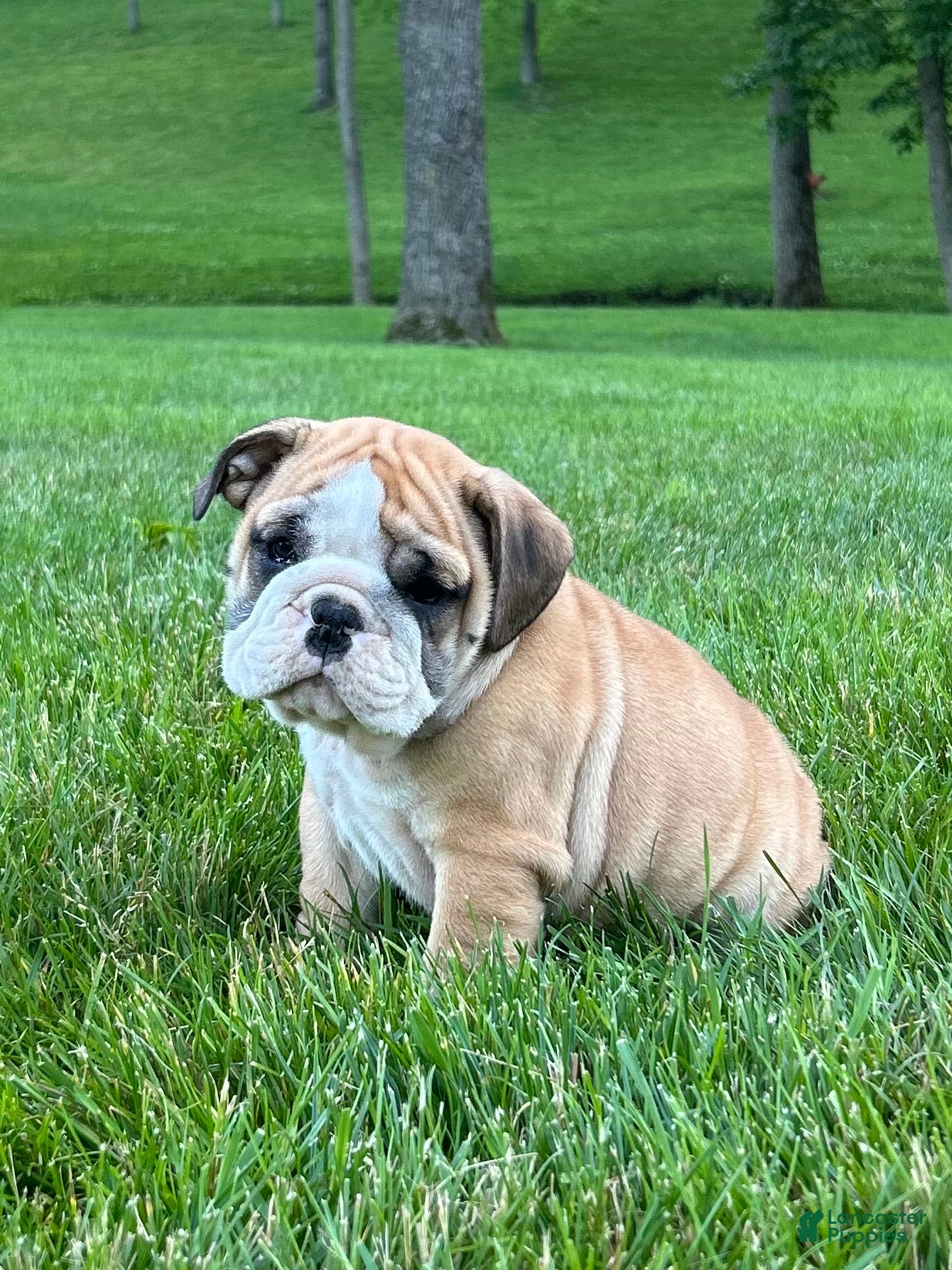 English Bulldog dogs Victor - Ad 1