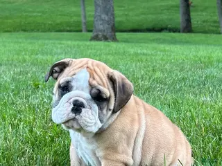 English Bulldog dogs for sale: Victor - Ad 4