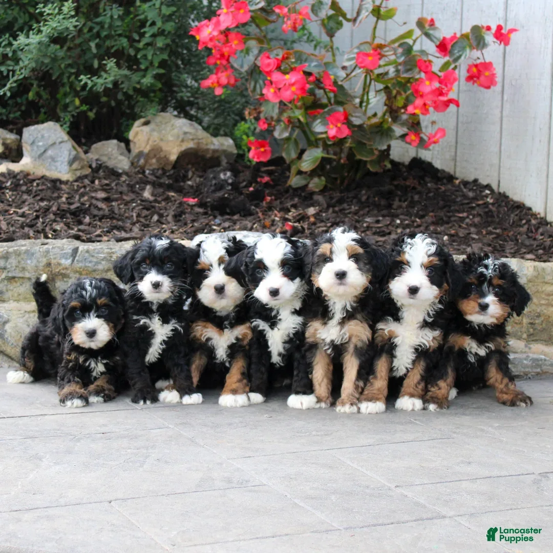 Mini Bernedoodle dogs for sale: Josie  - Ad 5