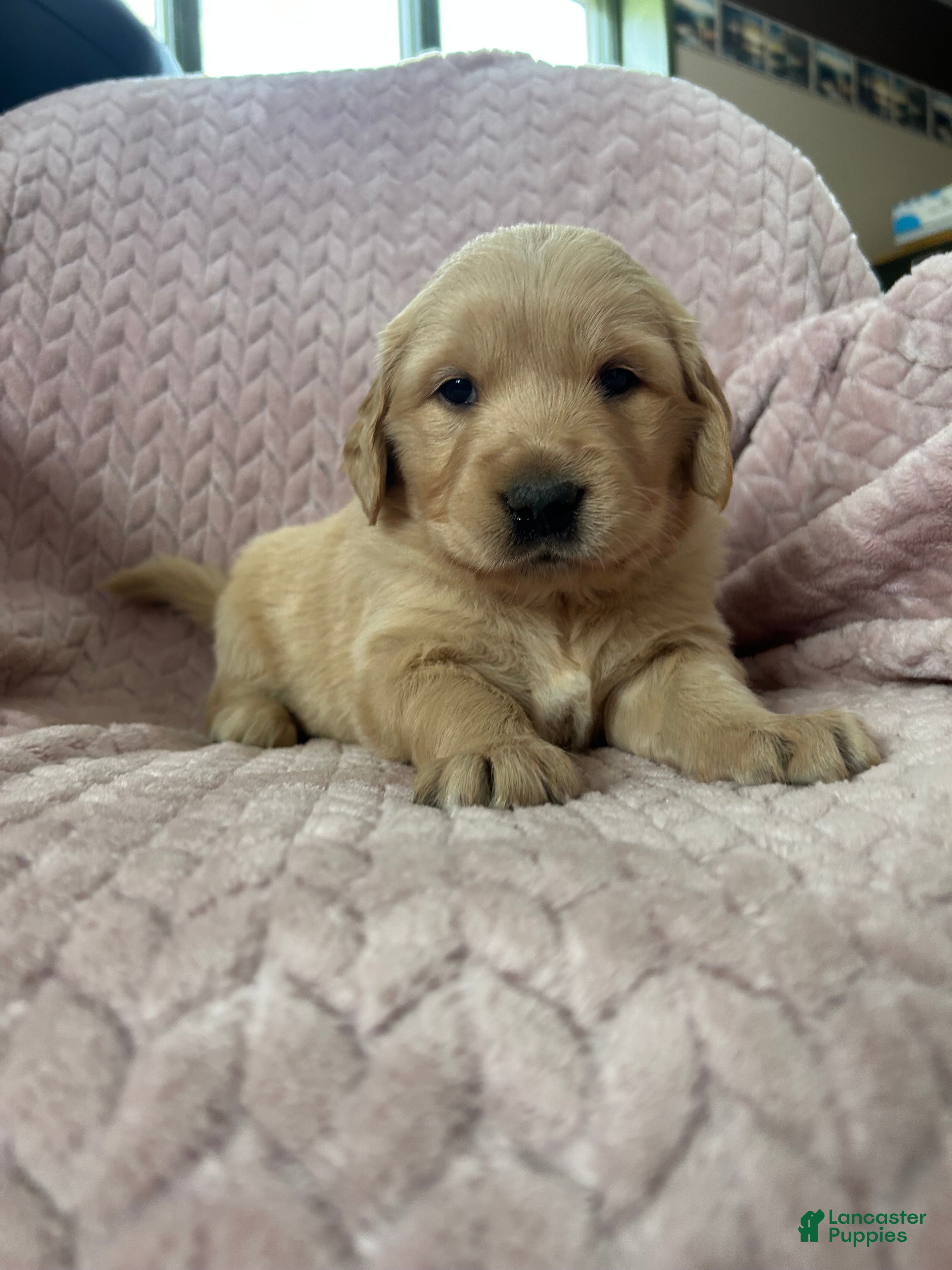 Golden Retriever dogs Frittler - Ad 13