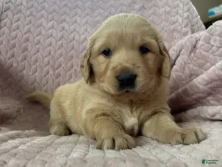 Golden Retriever dogs Frittler - Ad 13