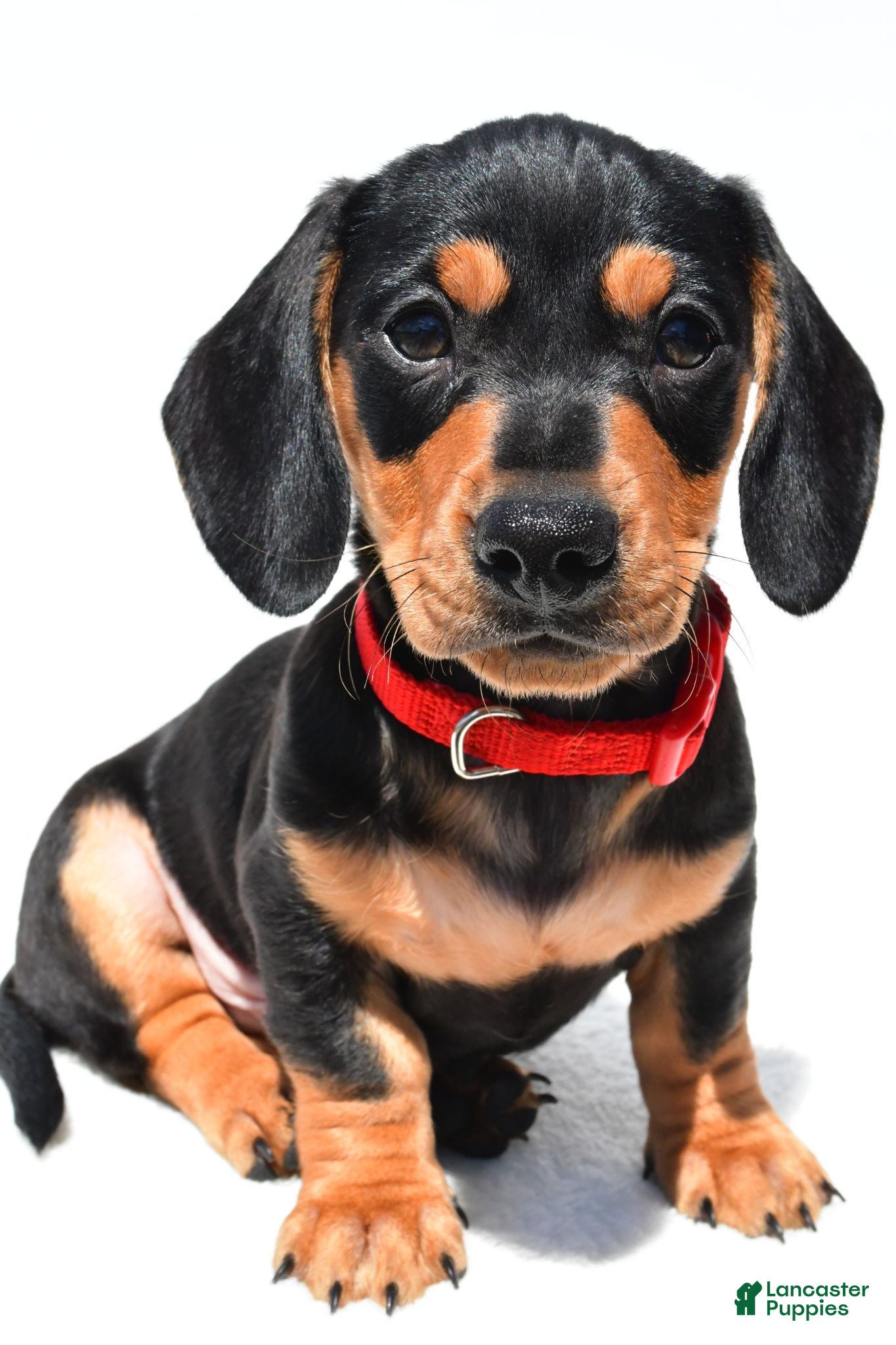 Miniature Dachshund dogs Theo - Ad 2