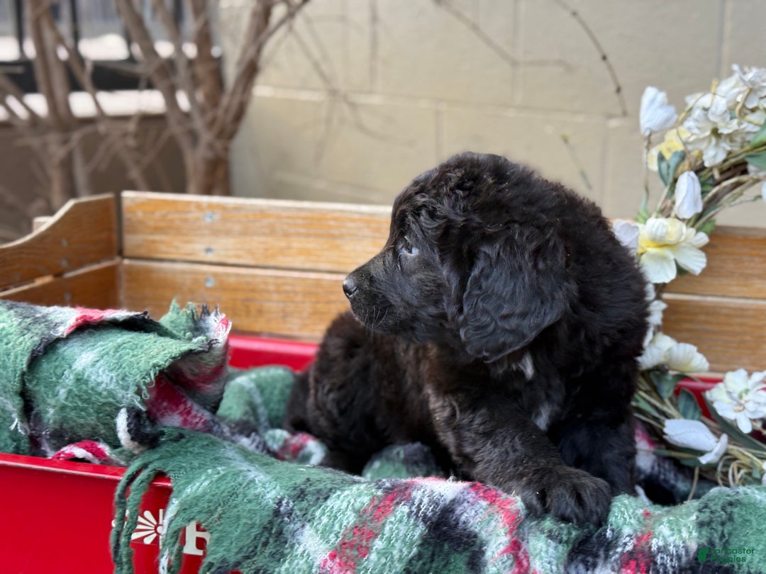 Mixed Breed dogs for sale: Rumi - Ad 6