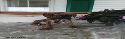 Boxer dogs for sale: Alex - Ad 5