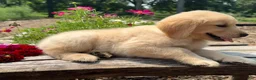 Golden Retriever dogs for sale: Finn - Ad 4