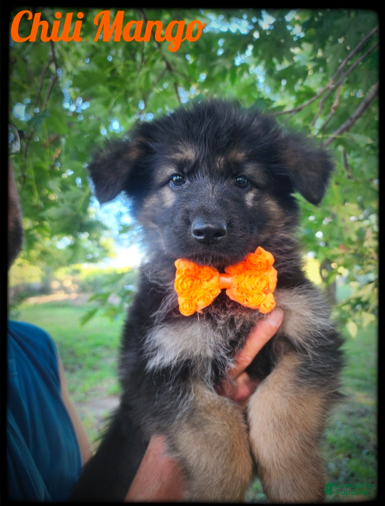 German Shepherd dogs Chili Mango - Ad 2