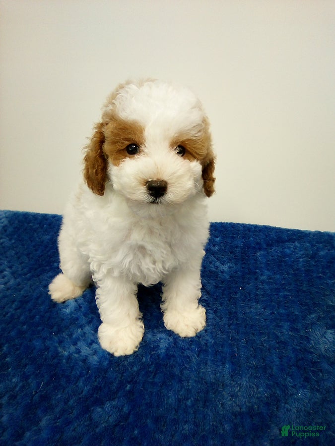 Toy Poodle dogs Eli - Ad 1